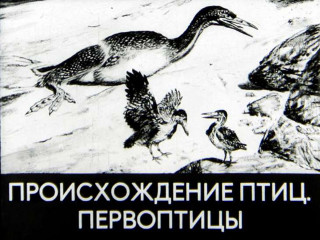 Диафильмы Чернина В. Происхождение птиц. Первоптицы